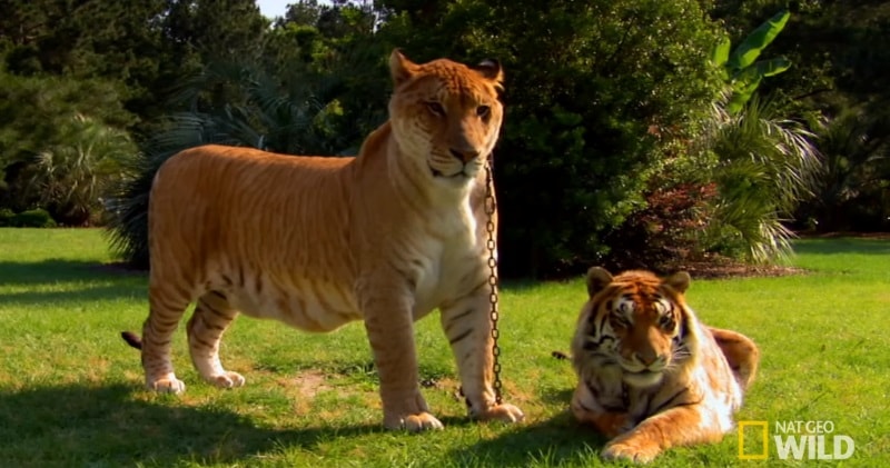 The Truth About Ligers Lion Tiger Hybrid Liger”