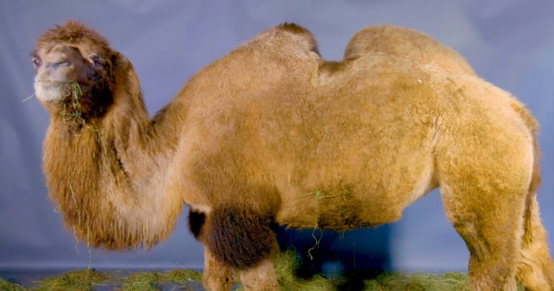 Behold the Bactrian Camel - The Largest Of All Living Camel Species