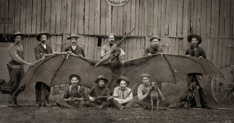 1864 picture pterodactyl