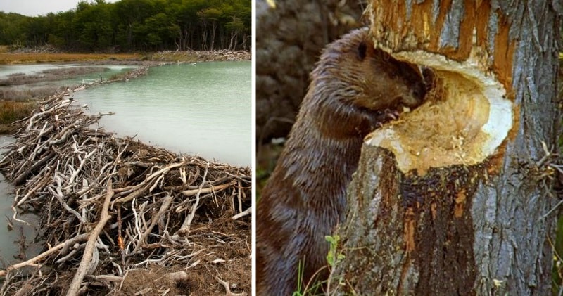 animals that build dams