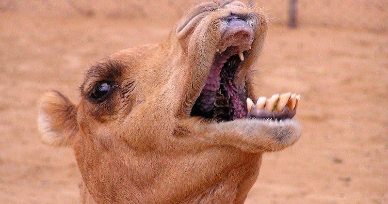 Camel Eating Cactus -How Camels Are Capable Of Eating Long-Needled