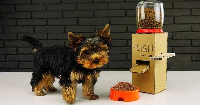 Automatic dog food dispenser cheap diy