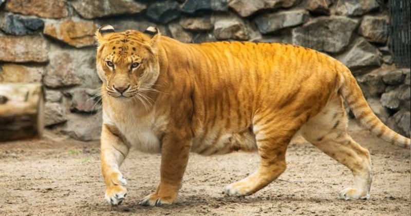 The Truth About Ligers - Lion Tiger Hybrid = “LIGER”