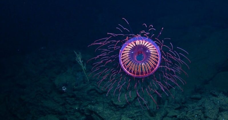 A Burst of Deep Sea Fireworks: Halitrephes Jelly Fish