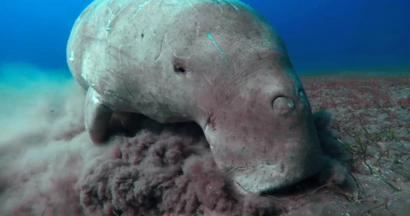 What in the World is a Dugong? Rarest Sea Cow In The World