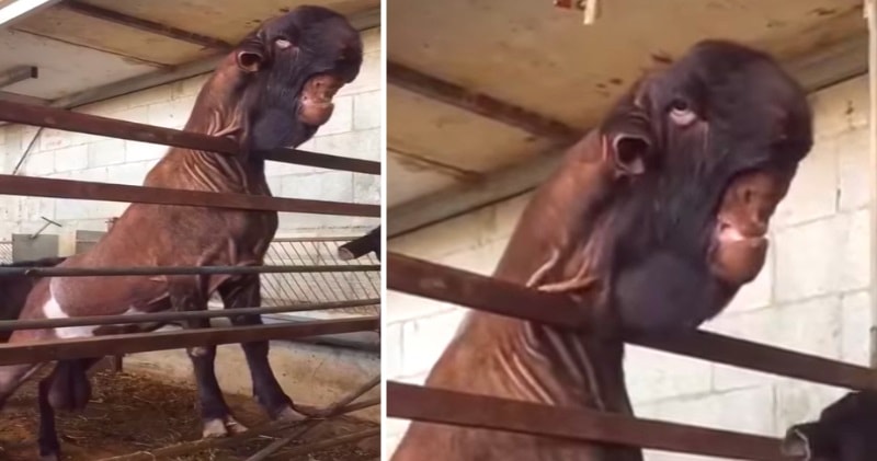 This Giant “Damascus Goat” Looks Like a DINOSAUR! And Its A Real Goat