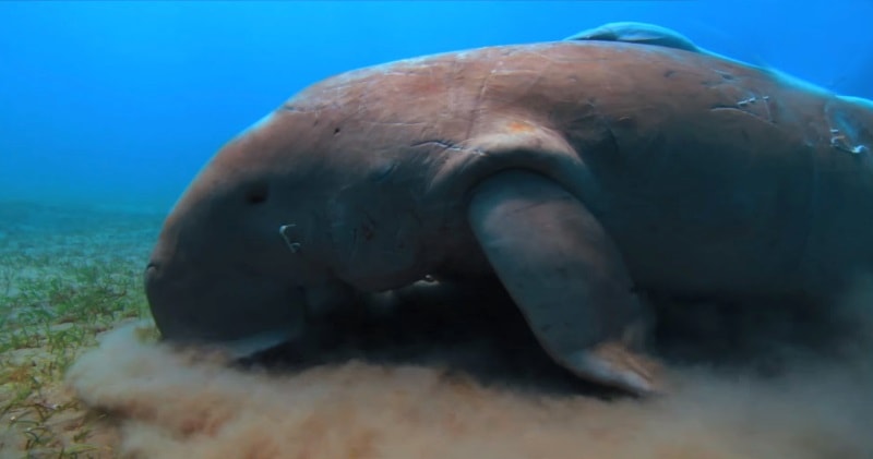 What in the World is a Dugong? Rarest Sea Cow In The World