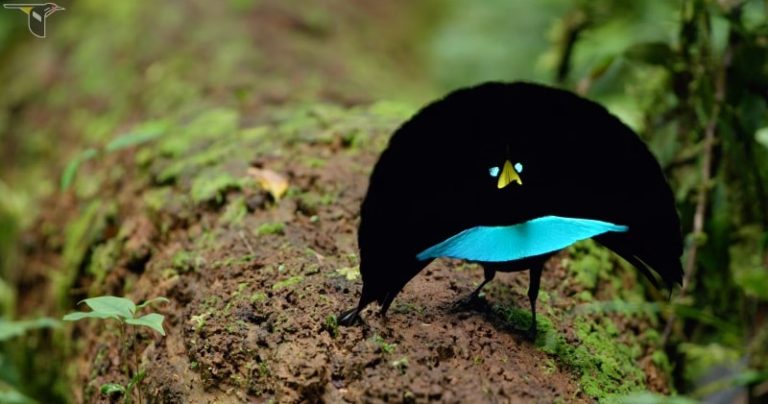 a-new-species-the-vogelkop-superb-bird-of-paradise