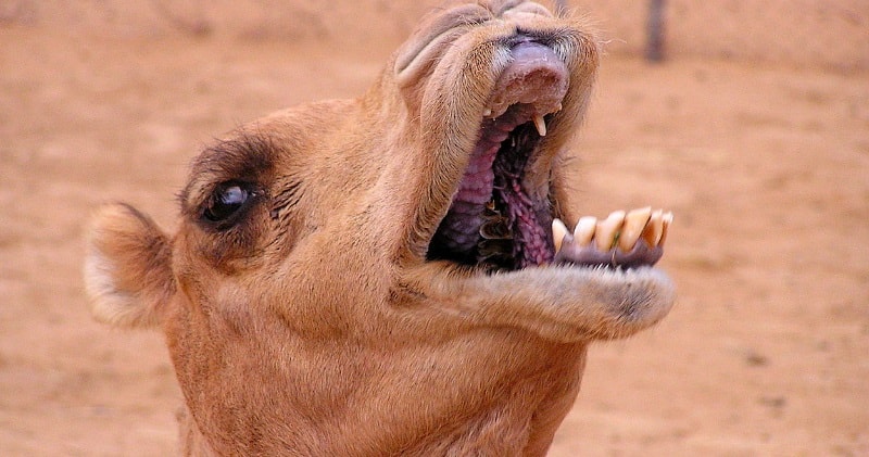 Camel Eating Cactus -How Camels Are Capable Of Eating Long ...