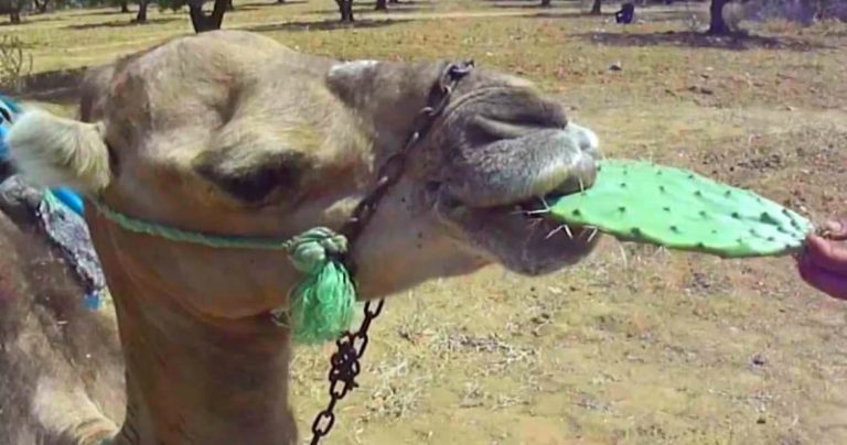 Camel Eating Cactus -How Camels Are Capable Of Eating Long-Needled