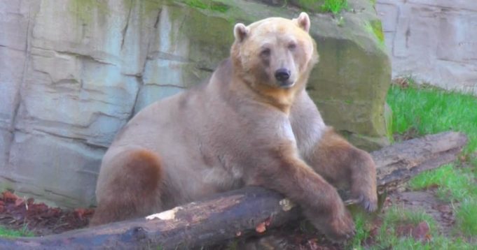 Meet The Grolar Bear - A Hybrid Betwen A Grizzly & Polar Bear!