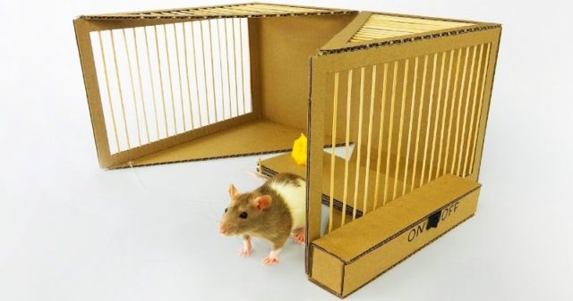 DIY A Simple Animal Friendly Rat Trap From Cardboard - Sia Magazin