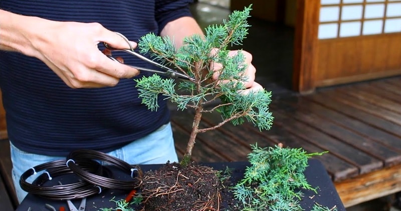 Great How To Cut A Bonsai Tree in the world Check it out now 