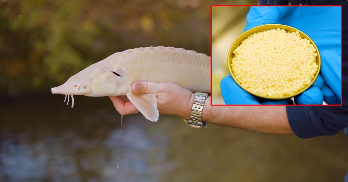 White Caviar From Rare Albino Sturgeon - The Most ...