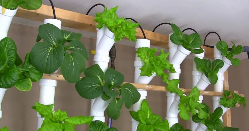 A Basement PVC Vertical Hydroponic Tower Garden