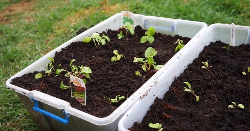 How To Turn 3 Storage Containers Into An Edible Garden
