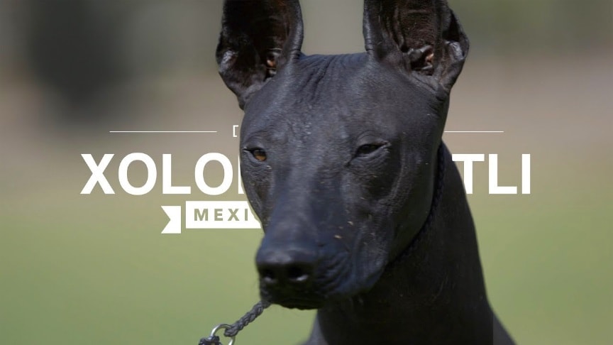 mini toy xoloitzcuintli