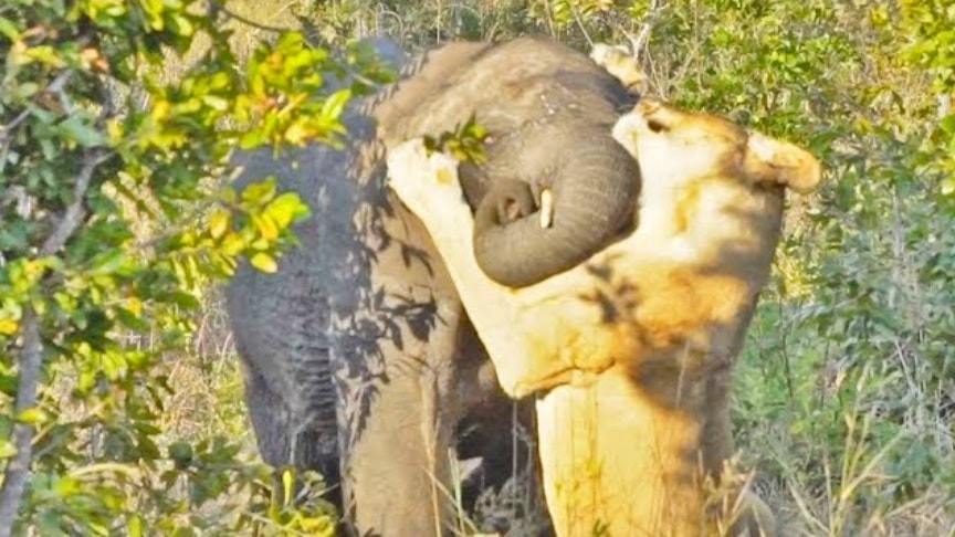 One Lioness Tries to Hunt Elephant To Feed Her Cubs - VIRAL ZONE 24