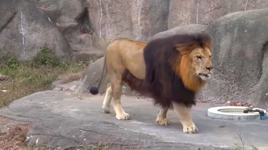worlds largest lion ever recorded