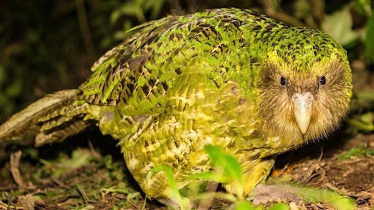 The Kakapo Parrot That Cant Fly, The Strangest Parrot in the World