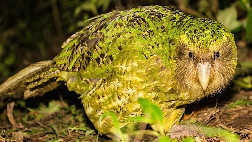 The Kakapo Parrot That Cant Fly The Strangest Parrot In The World