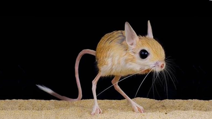 JERBOA – A Kangaroo-Like Hopping Desert Rodent, Cute But Deadly - VIRAL