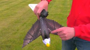 ornithopter eagle