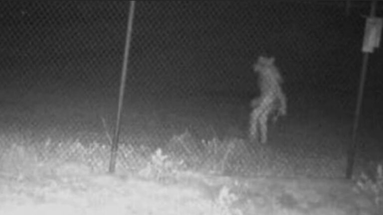 Two Legged Creature Trail Camera Captured Outside A Zoo In Texas